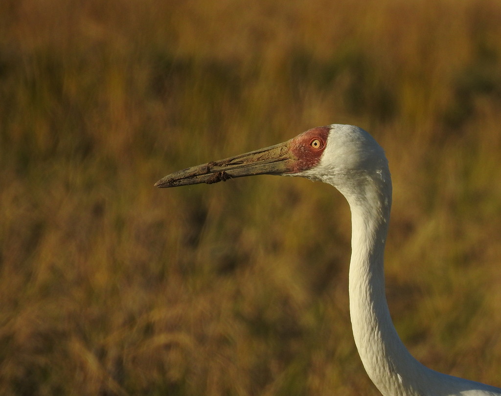 Siberian Crane portrait revealing its red forehead and yellow eye © Mark Brazil